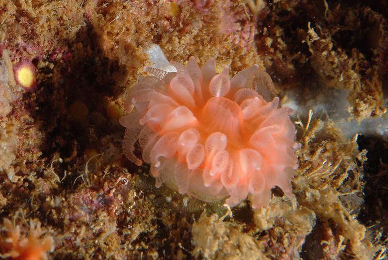 Caryophyllia (Caryophyllia)  inornata